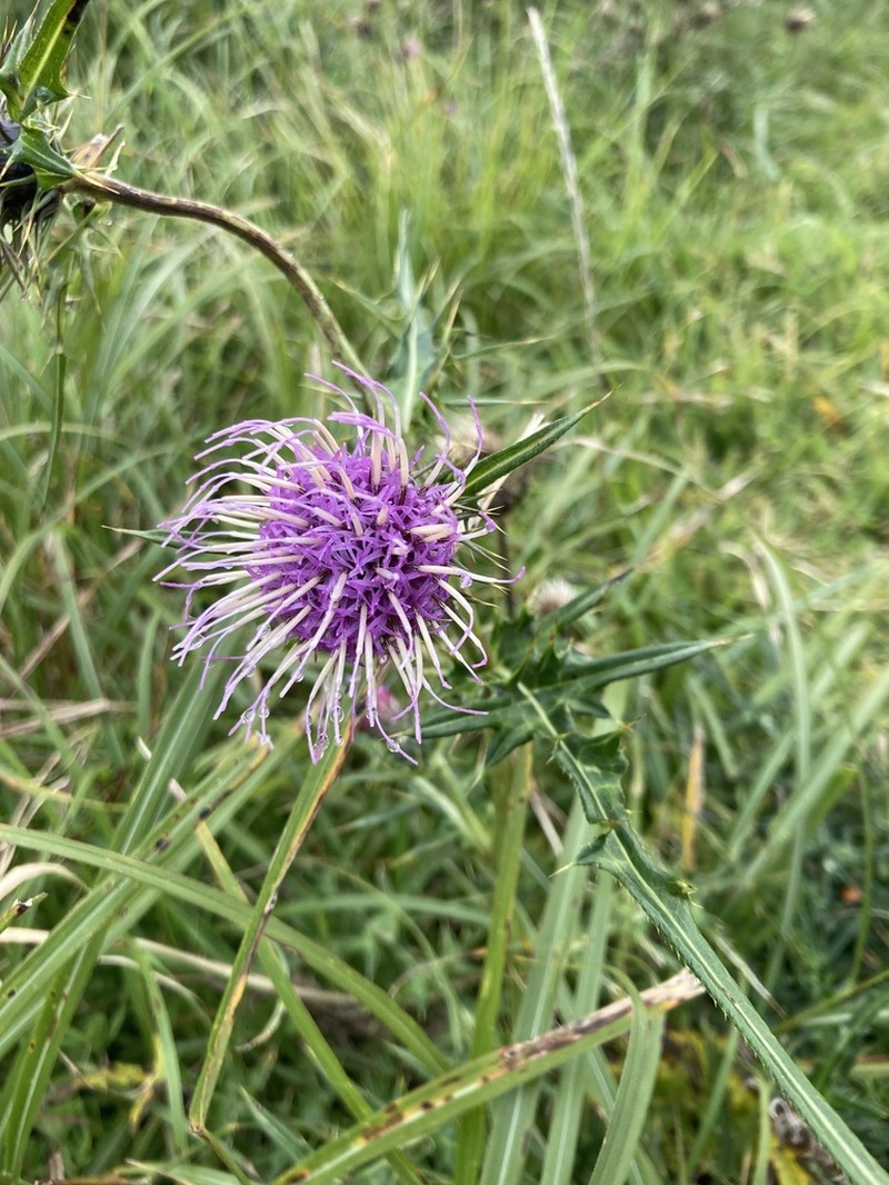 Cirsium suffultum photo 7