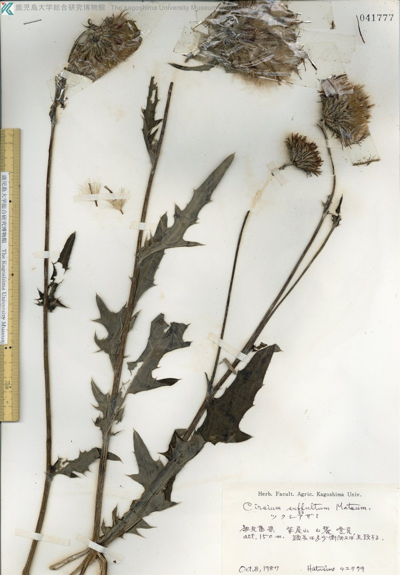 Cirsium suffultum photo 8