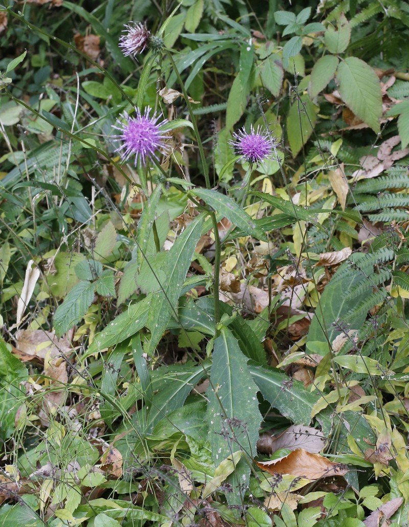 Cirsium suzukaense