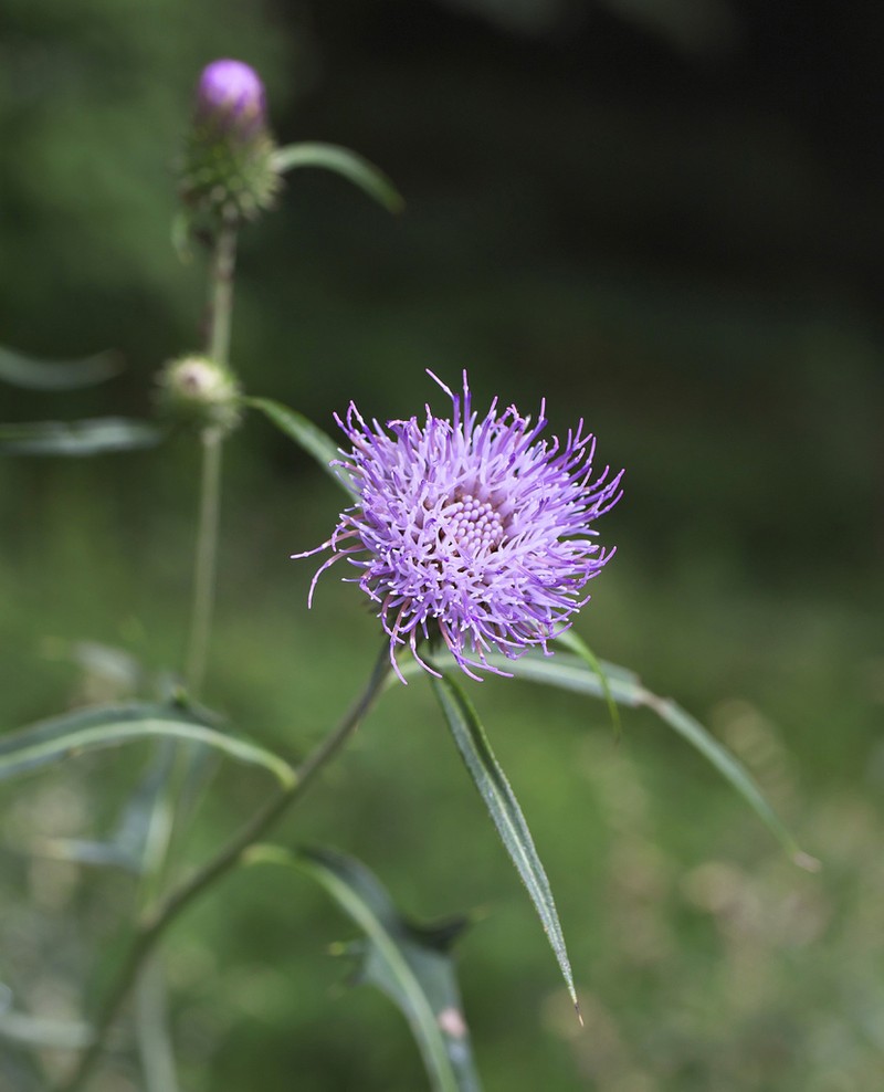 Cirsium suzukaense photo 2
