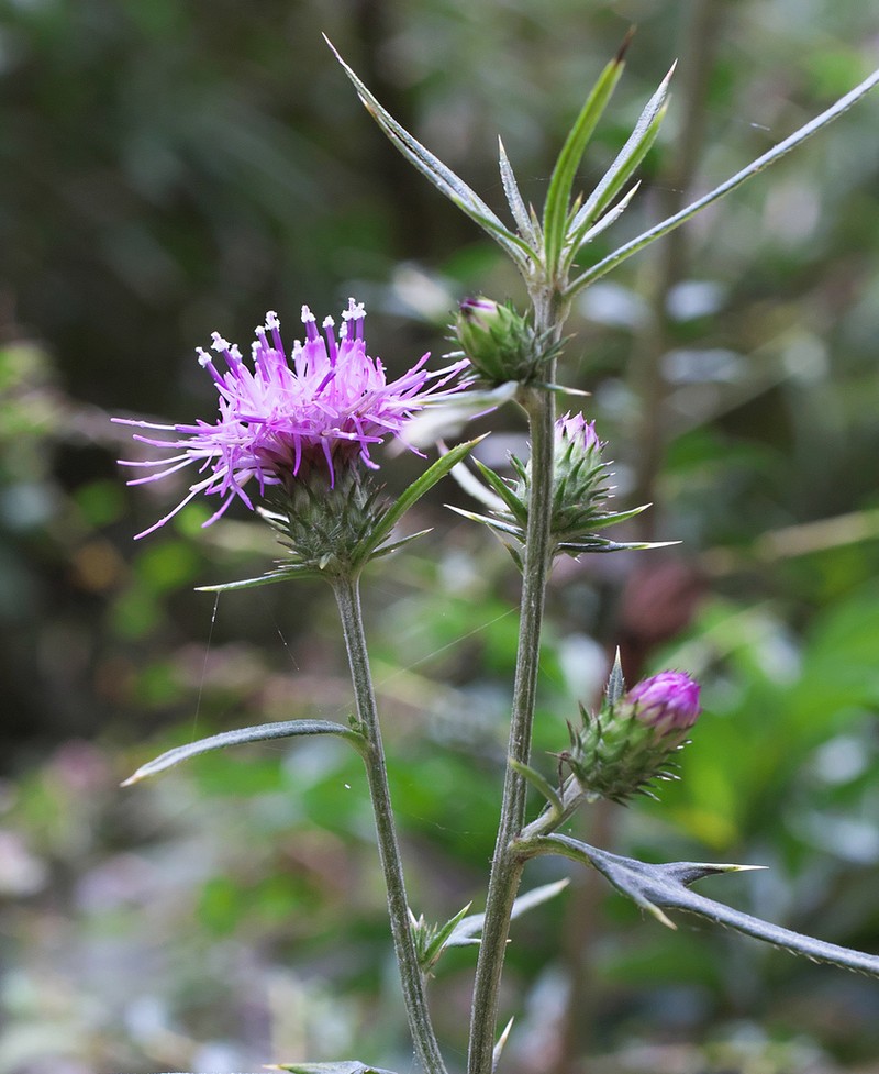 Cirsium suzukaense photo 3