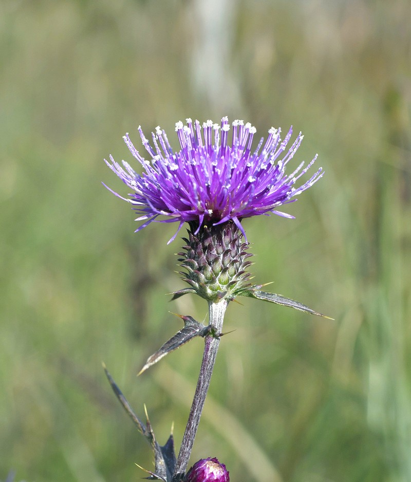 Cirsium suzukaense photo 4