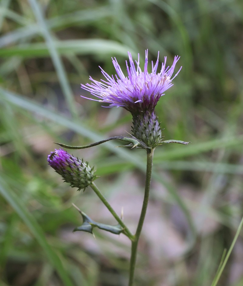 Cirsium suzukaense photo 5