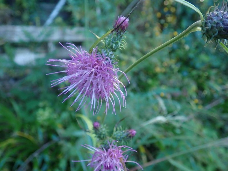 Cirsium suzukaense photo 6