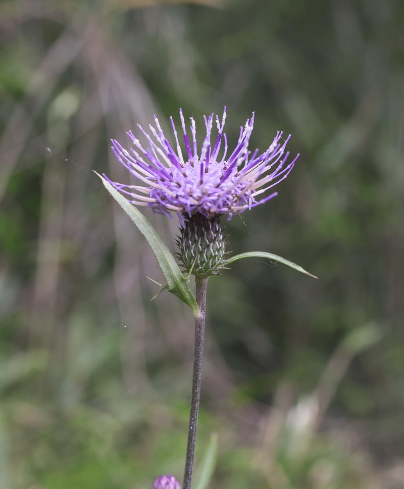 Cirsium suzukaense photo 7