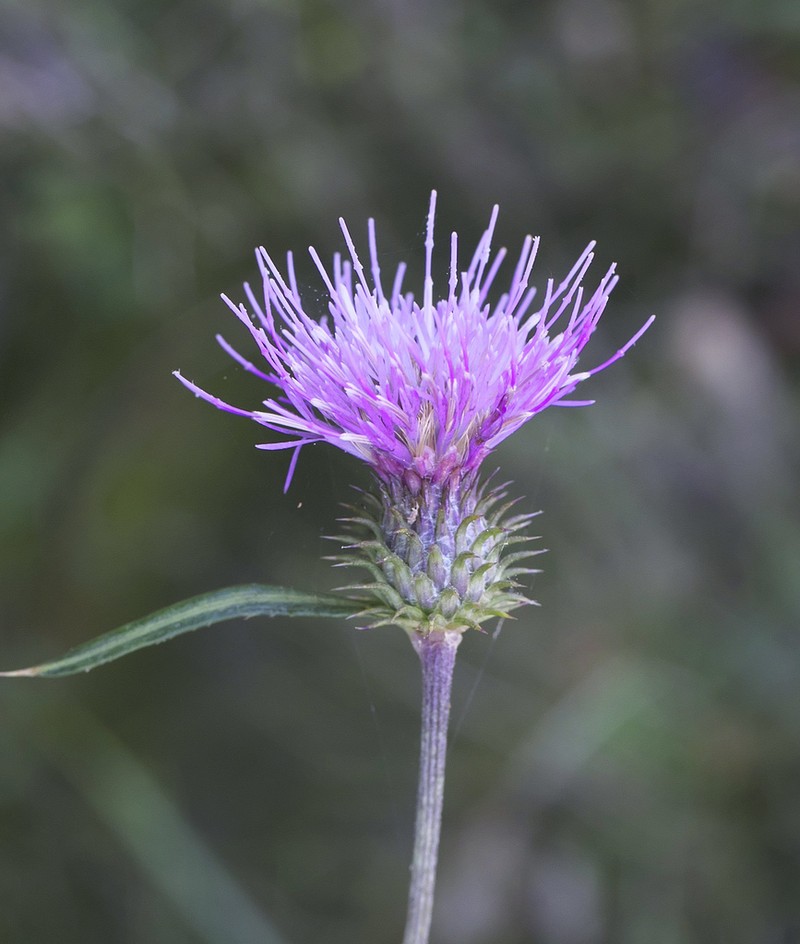 Cirsium suzukaense photo 8