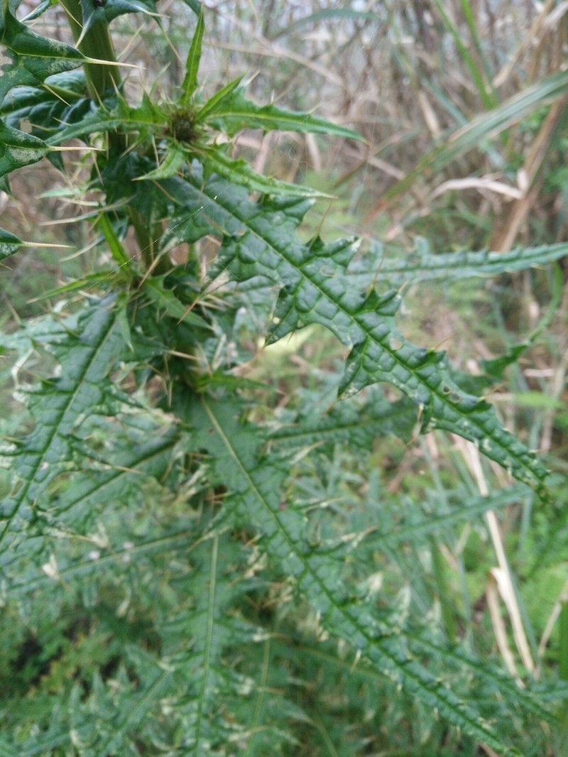 Cirsium suzukii