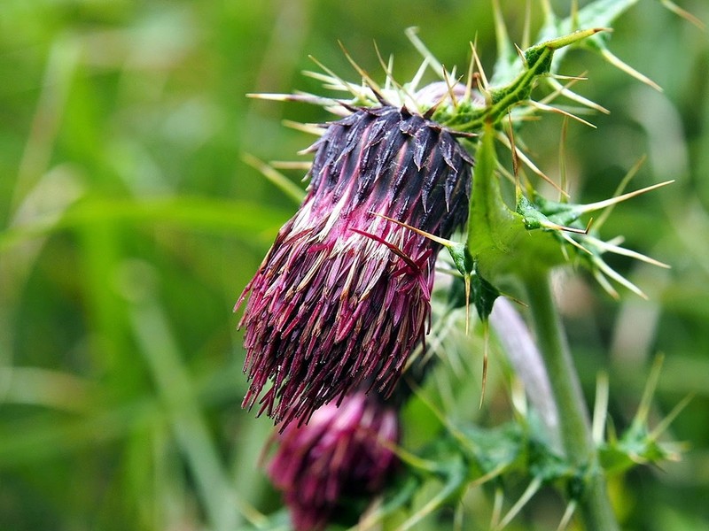 Cirsium suzukii photo 2