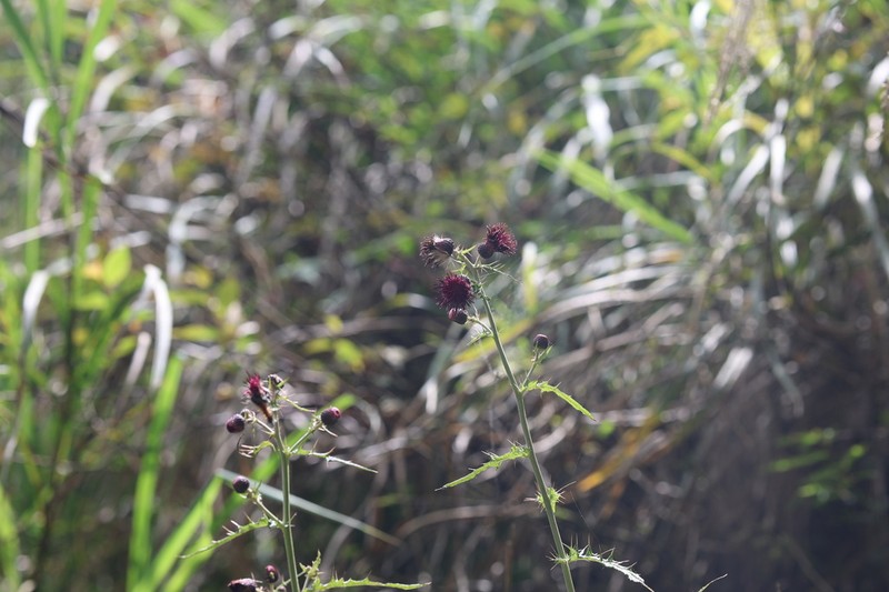 Cirsium suzukii photo 3