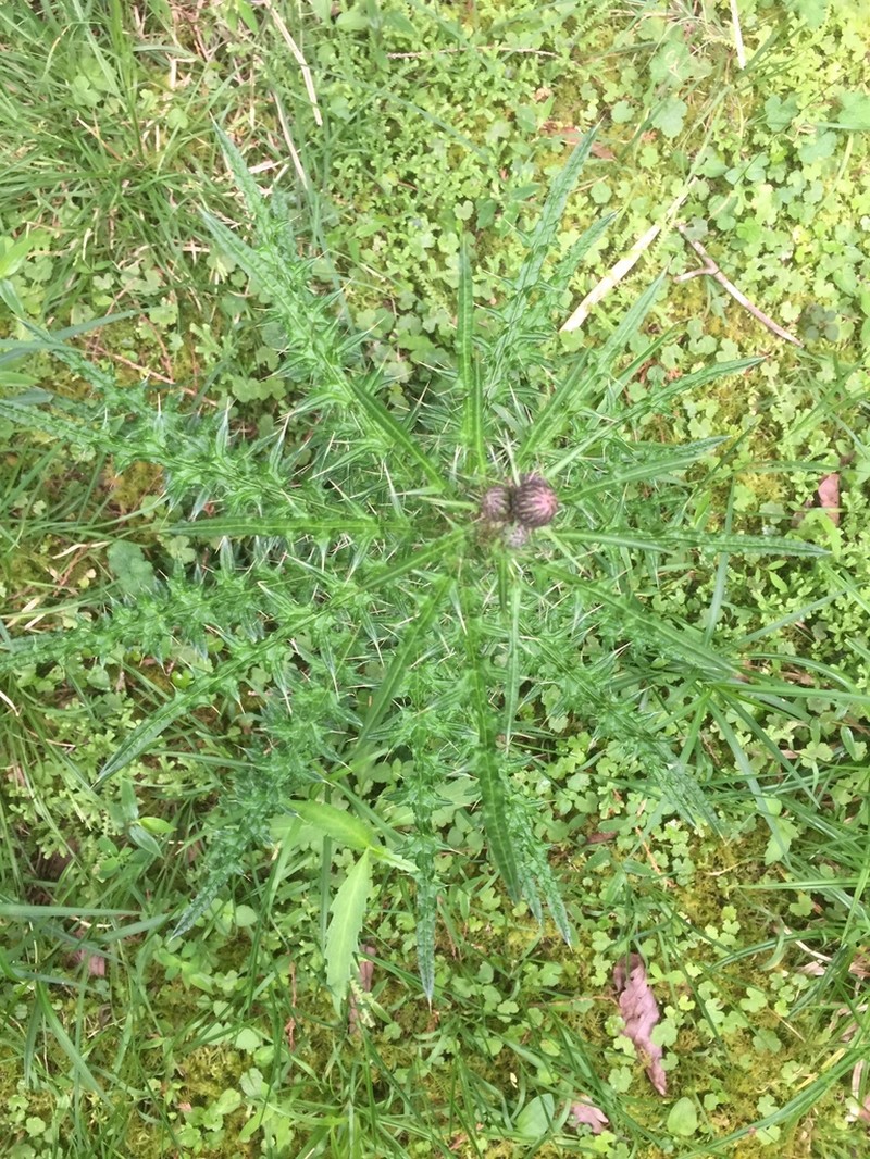 Cirsium suzukii photo 4