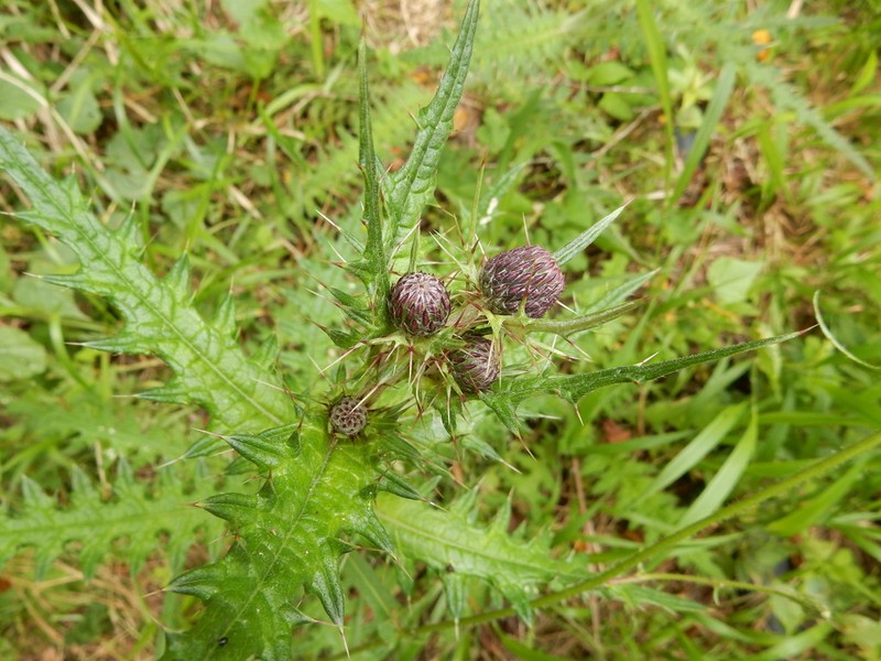Cirsium suzukii photo 5