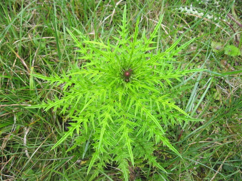Cirsium suzukii photo 6