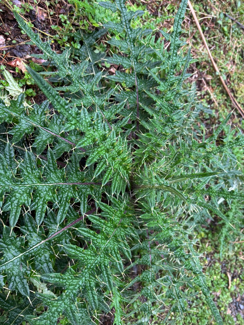 Cirsium suzukii photo 7