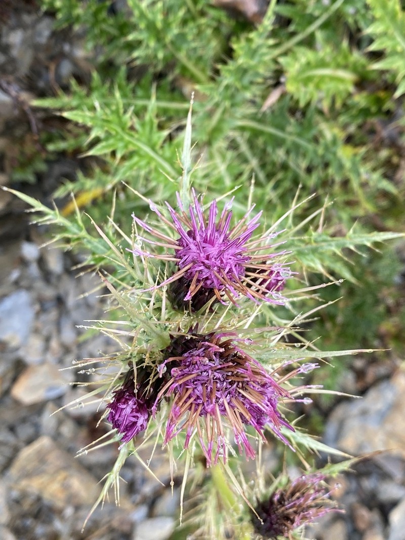 Cirsium suzukii photo 8