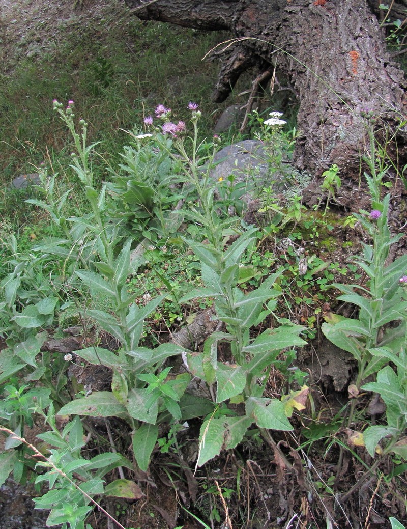 Cirsium svaneticum