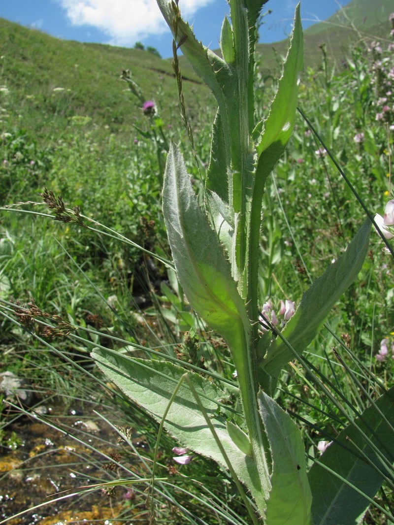 Cirsium svaneticum photo 2