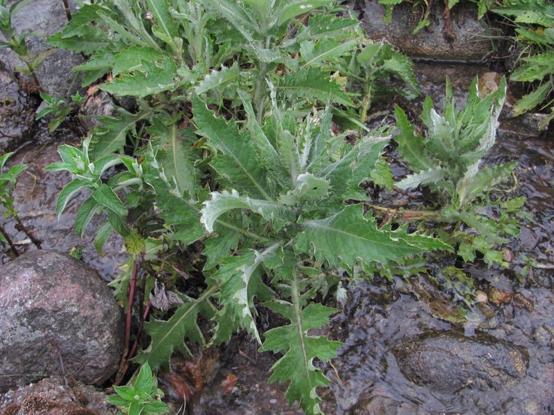 Cirsium svaneticum photo 3