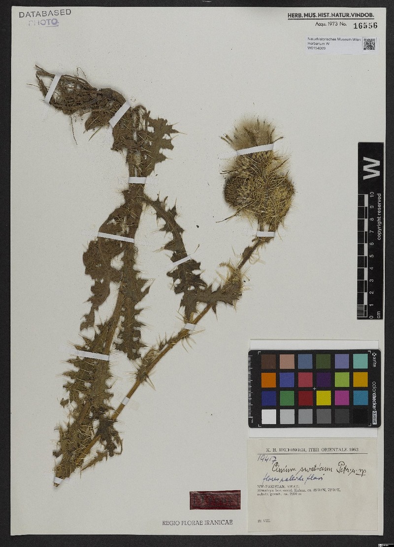 Cirsium swaticum