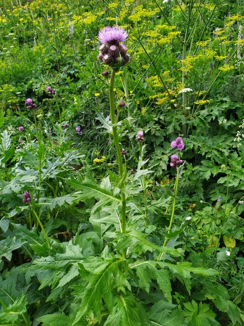 Cirsium sychnosanthum