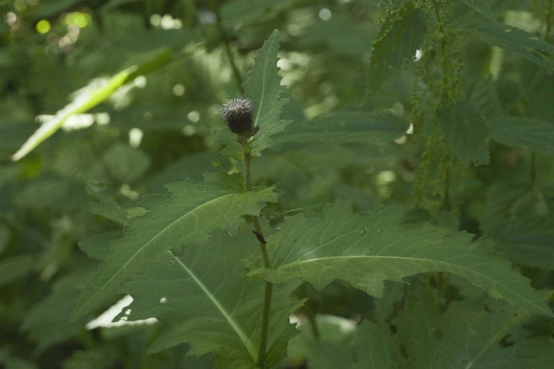 Cirsium sychnosanthum photo 2