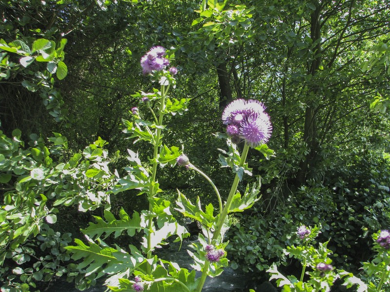 Cirsium sychnosanthum photo 3