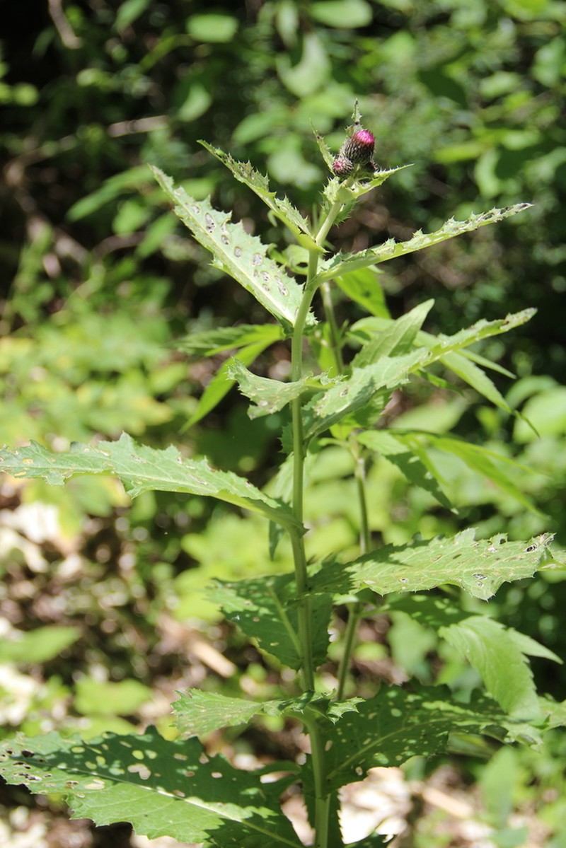 Cirsium sychnosanthum photo 4