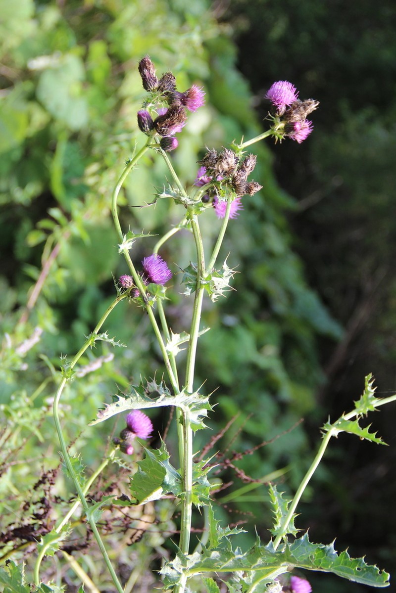 Cirsium sychnosanthum photo 5