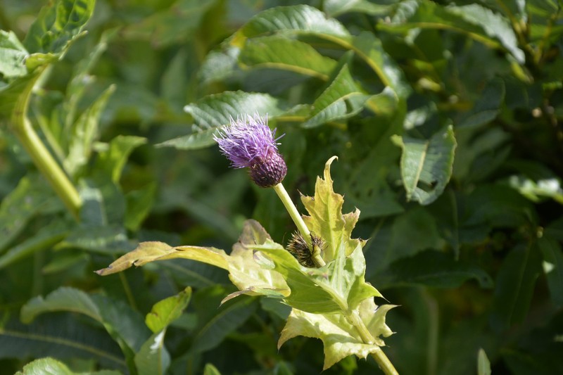 Cirsium sychnosanthum photo 6