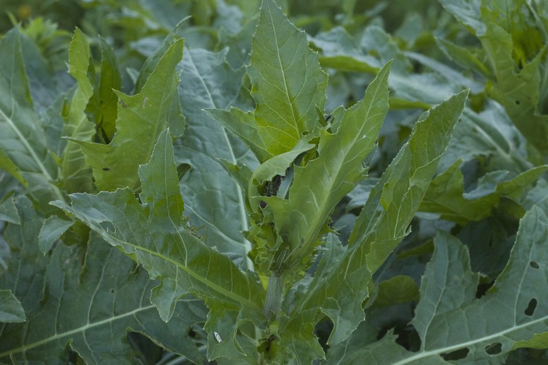 Cirsium sychnosanthum photo 7