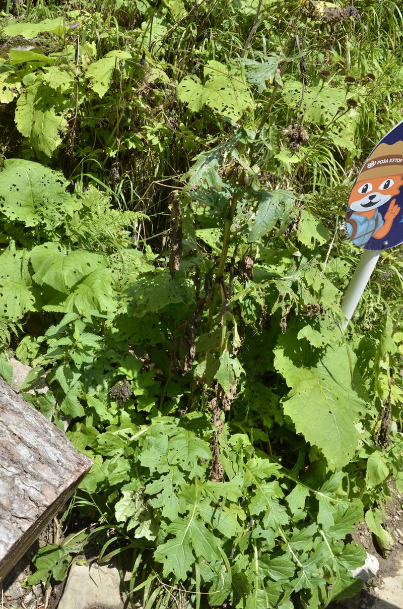 Cirsium sychnosanthum photo 8