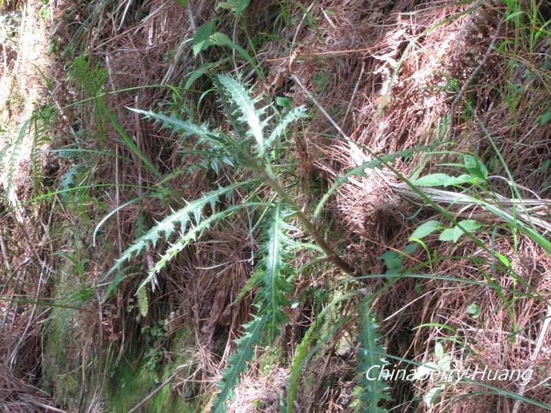 Cirsium taiwanense