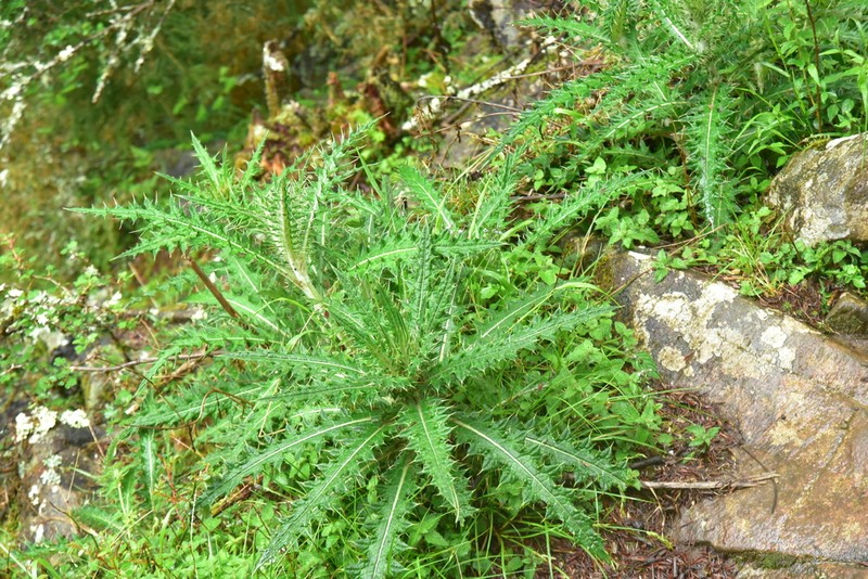 Cirsium taiwanense photo 2