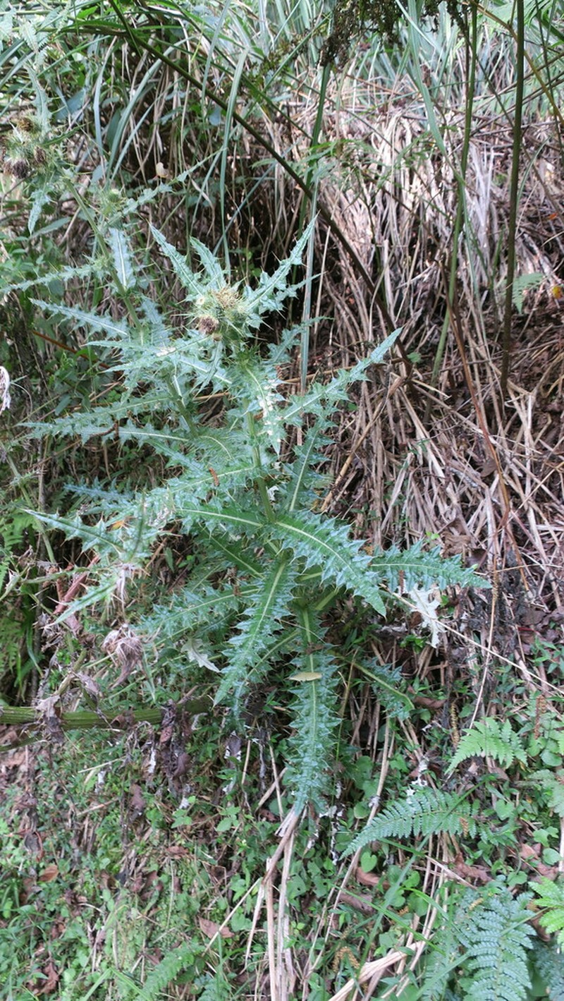 Cirsium taiwanense photo 3