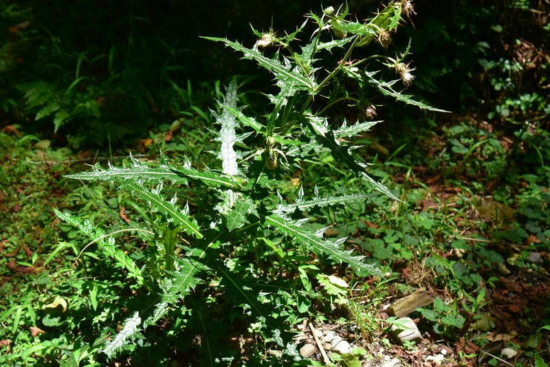 Cirsium taiwanense photo 4