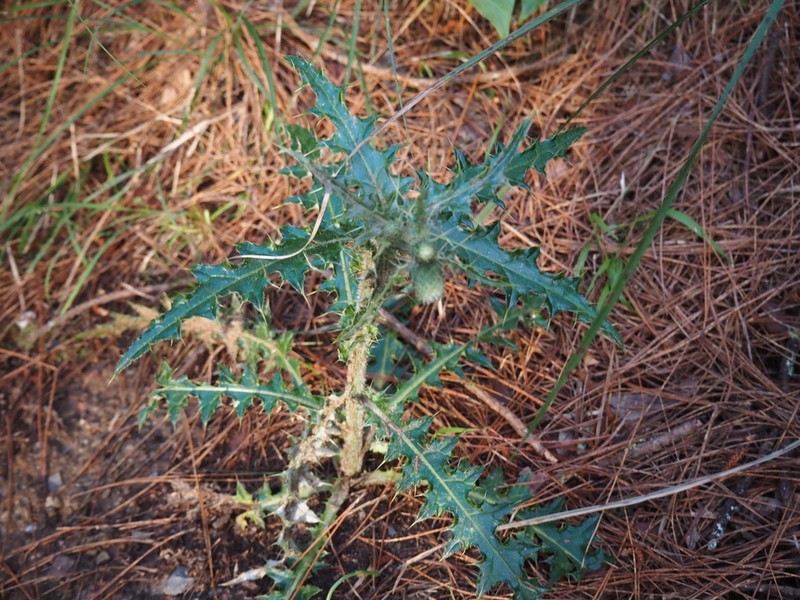 Cirsium taiwanense photo 5