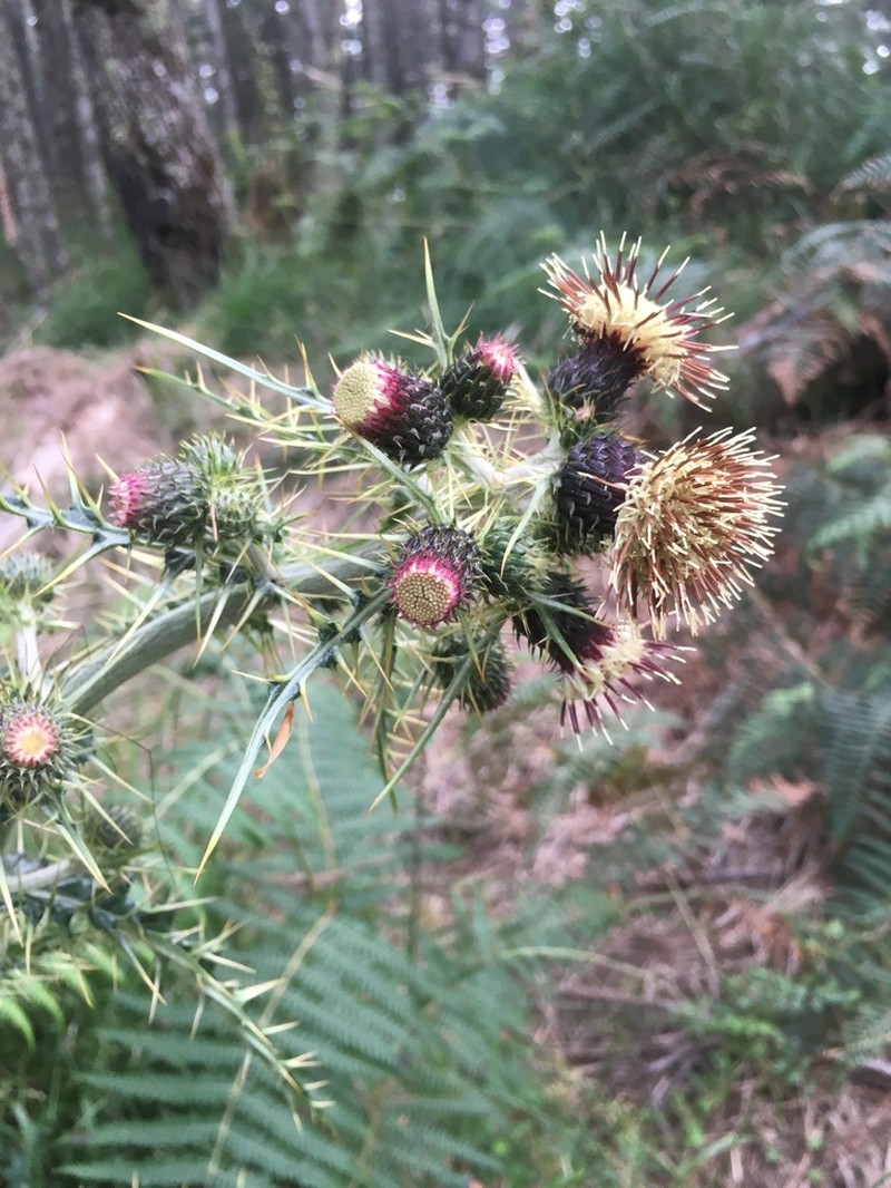 Cirsium taiwanense photo 7