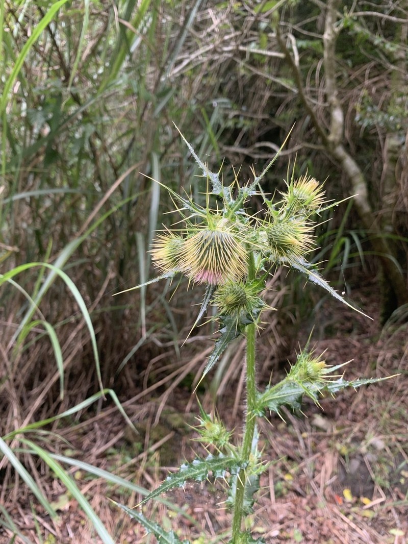 Cirsium taiwanense photo 8