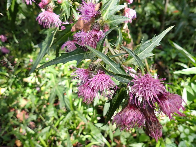 Cirsium tamastoloniferum photo 2