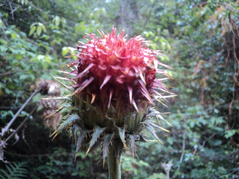 Cirsium tancitaroense