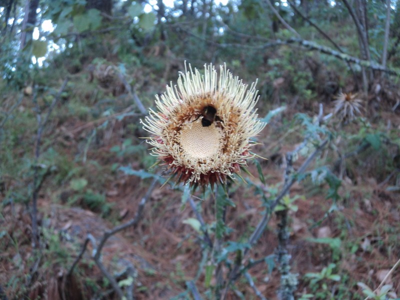 Cirsium tancitaroense photo 3