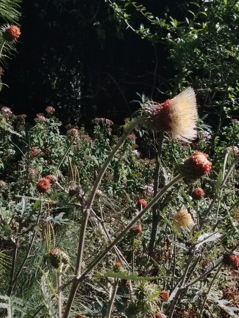 Cirsium tancitaroense photo 4