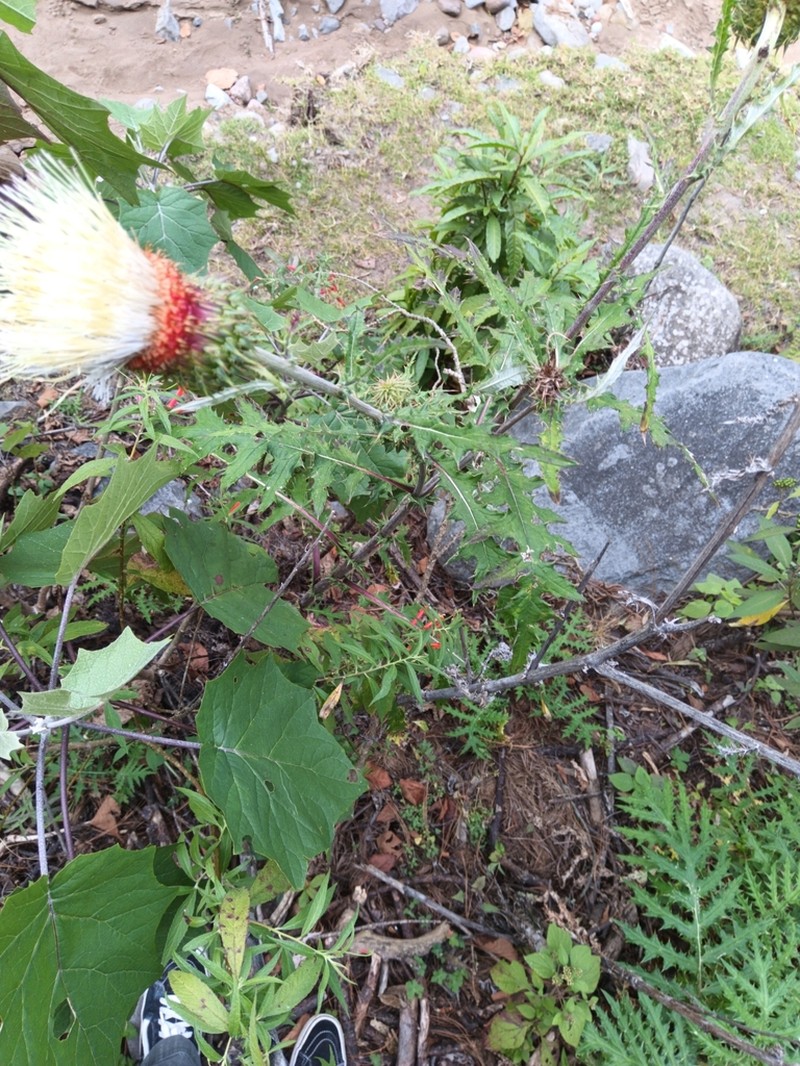 Cirsium tancitaroense photo 5
