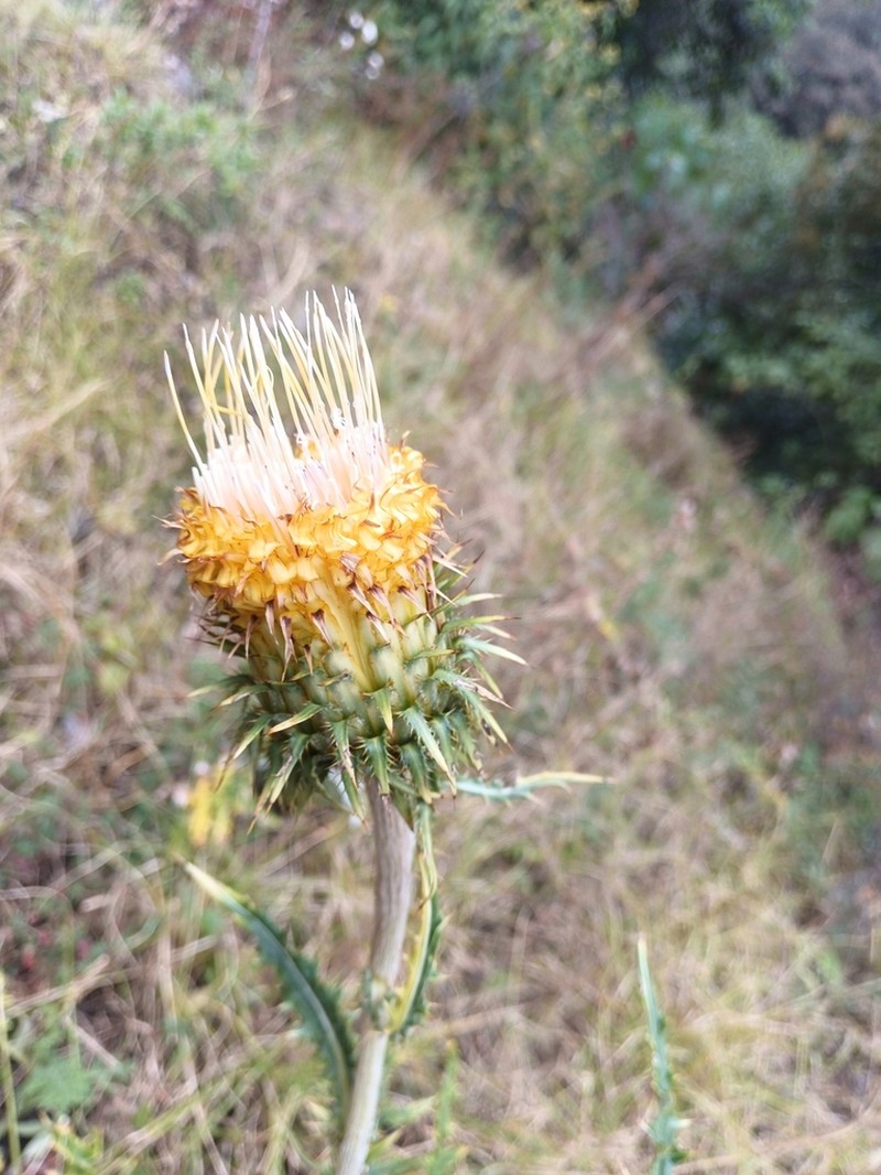 Cirsium tancitaroense photo 6