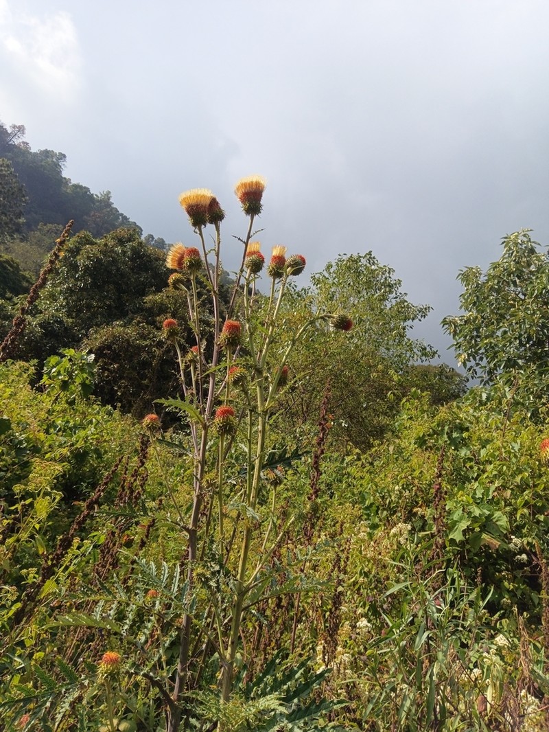 Cirsium tancitaroense photo 7