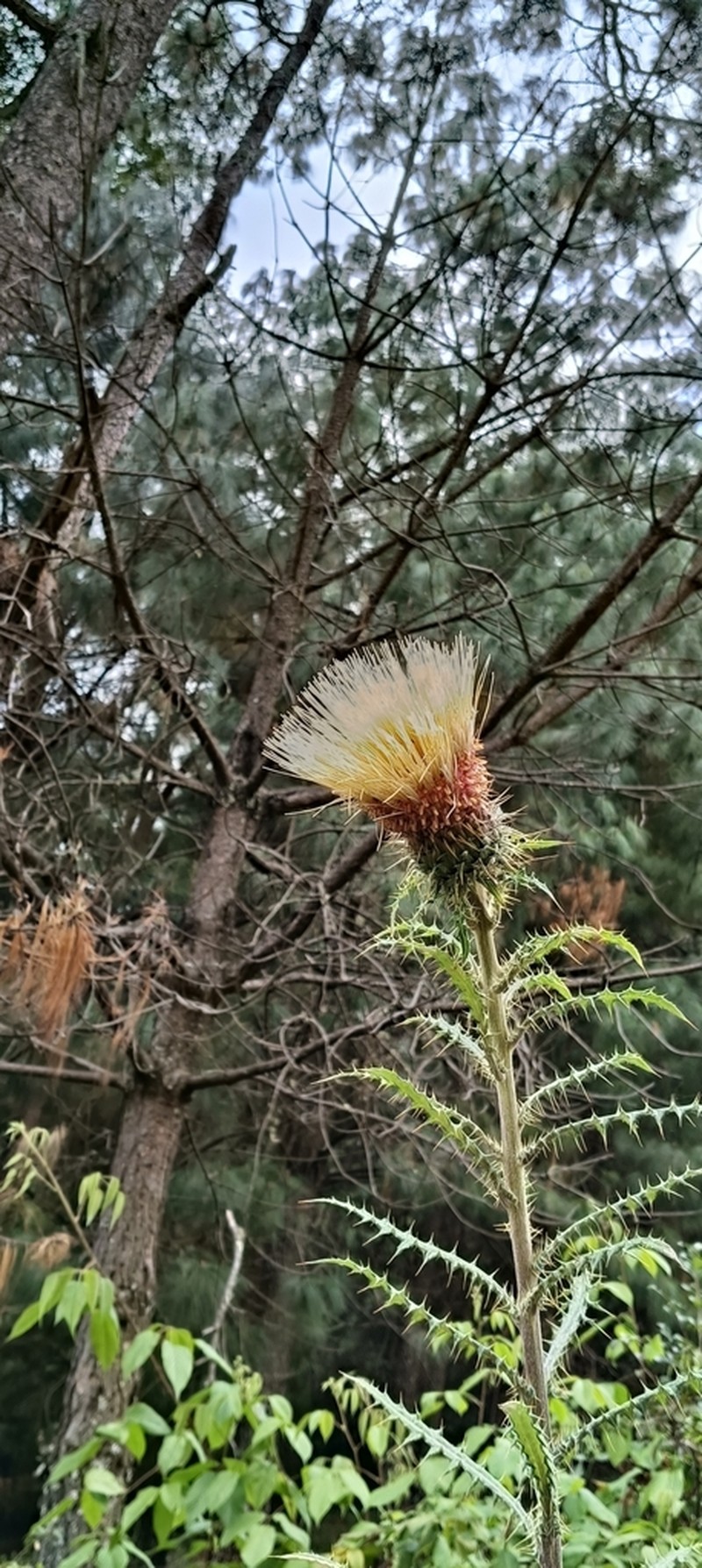 Cirsium tancitaroense photo 8