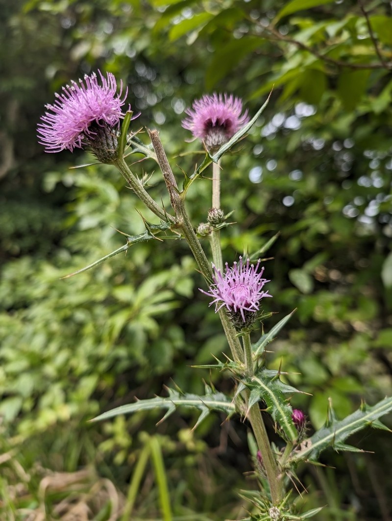 Cirsium tanegashimense
