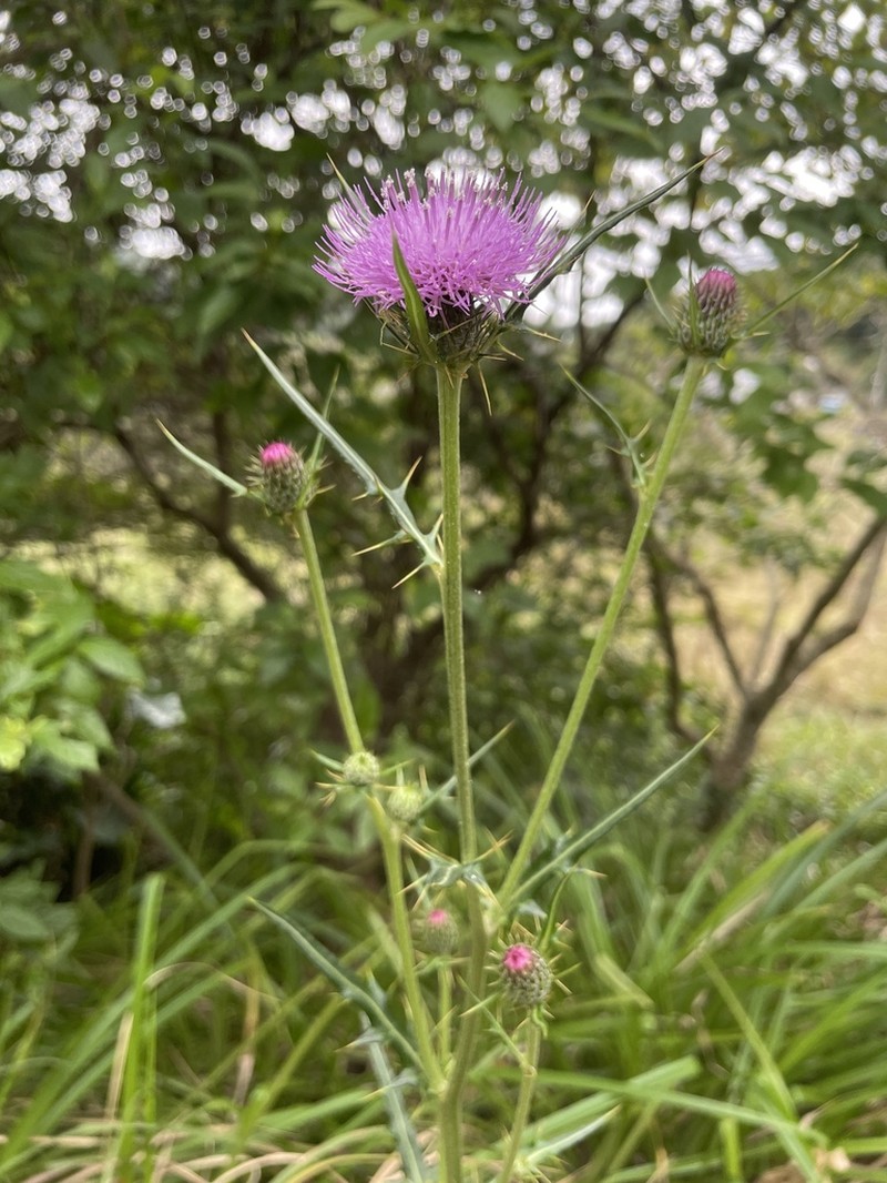 Cirsium tanegashimense photo 2