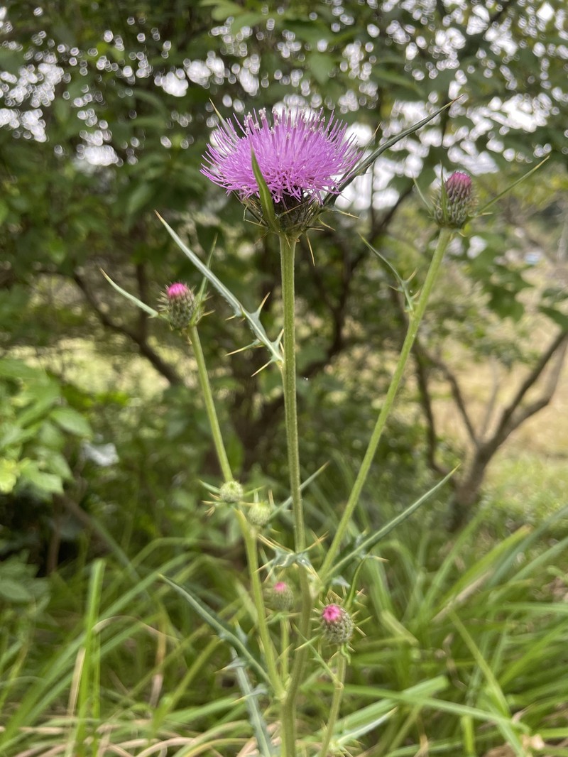 Cirsium tanegashimense photo 4
