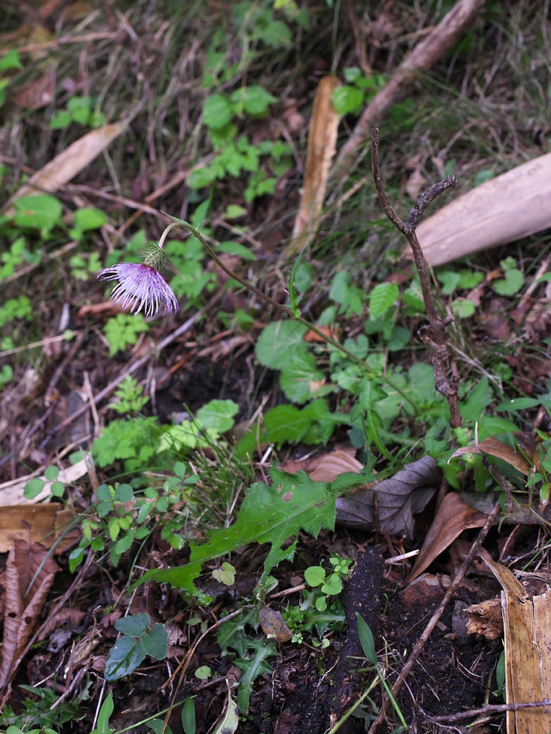 Cirsium tashiroi