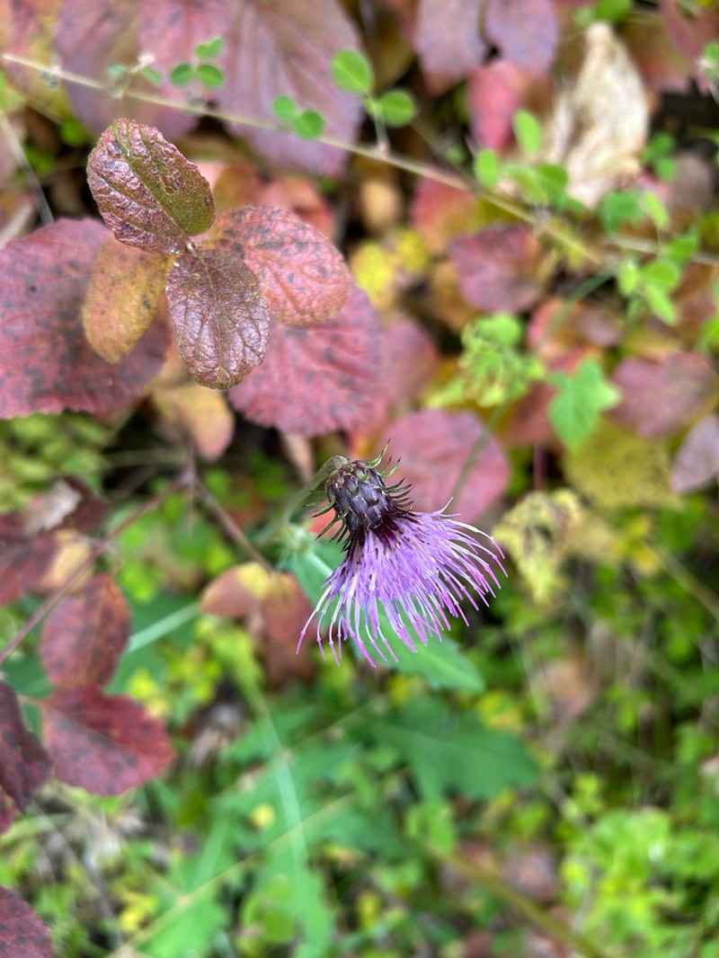 Cirsium tashiroi photo 2